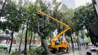 暴雨突袭 园林“应急队”暴风雨中清理倒伏树木