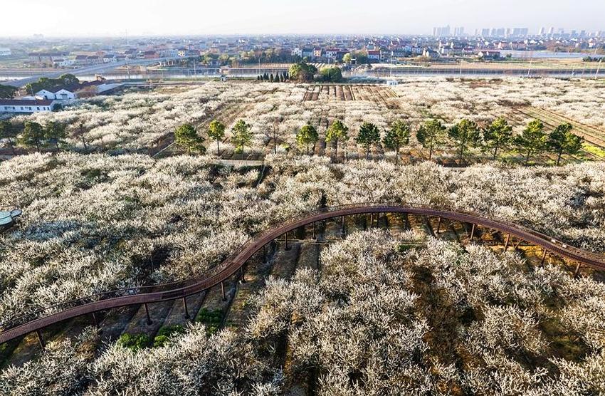 浙江桐乡：千亩槜李花海 笑迎四海宾客