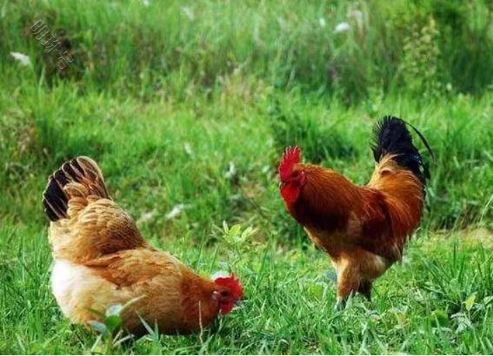 防止雏鸡的白痢病的措施     雏鸡的白痢病的因素