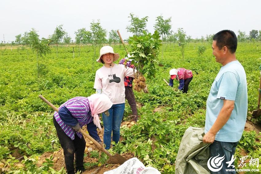 全省盐碱地马铃薯轻简高效栽培技术现场观摩培训班在我市举办