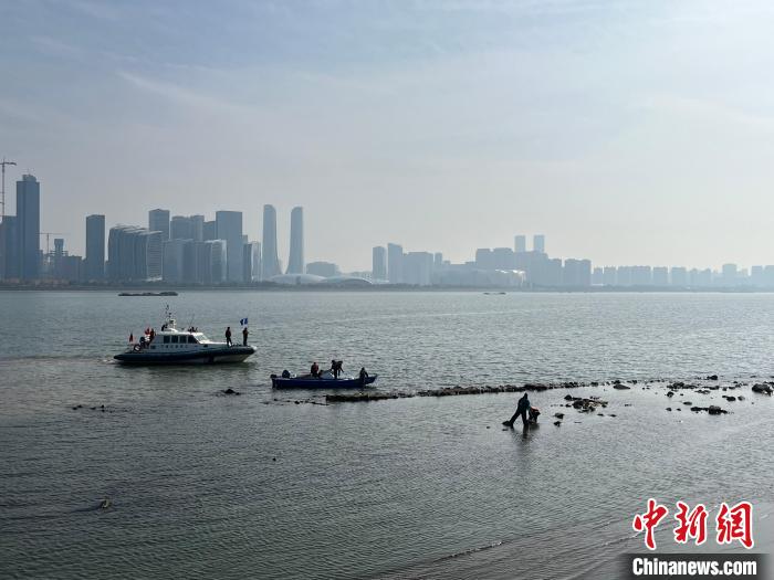 杭州钱塘江边发现搁浅江豚 正接受专业救助