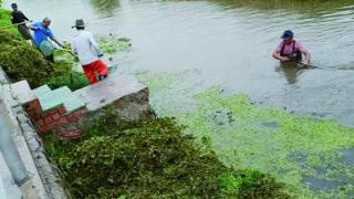 清理河道水草，打造宜居水美乡村