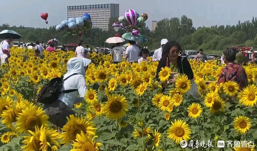 花海漫步拍美照！济南黄河油葵花开正旺，周末迎来大客流