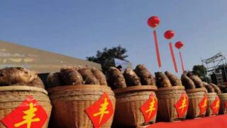 第六届荔浦芋文化节系列活动举行