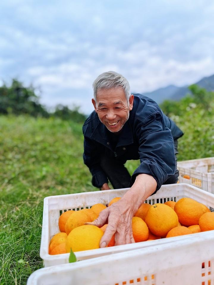 仁怀：柑橘满枝头 采摘乐心头