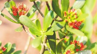 珍稀濒危红树植物红榄李迎来花期