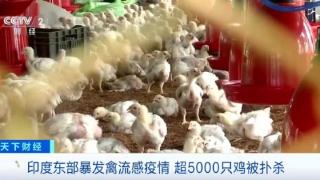 突发！超5000只鸡被扑杀！这一国，暴发禽流感