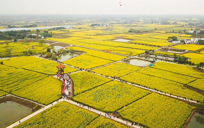 湖北荆门：油菜花开迎客来