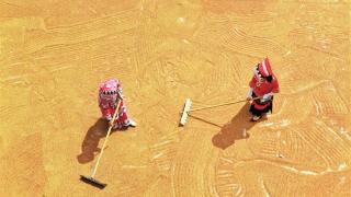 8月25日，毕节市七星关区田坎乡田坎村订单高粱种植基地里，村民正忙着晾晒高粱。