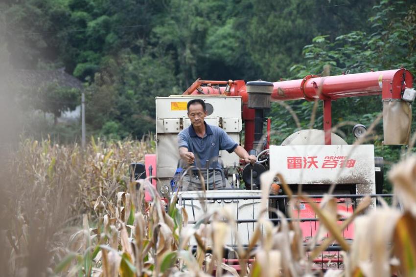 提质降本促增收——四川粮食生产大县秋收见闻