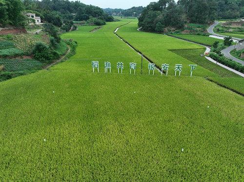 纳溪区合面镇：抓好三个点 推动稻渔现代农业园区蓬勃发展