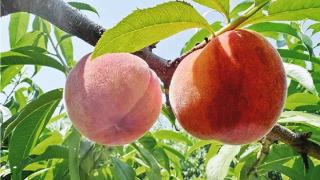 桃树虫害防治及注意事项