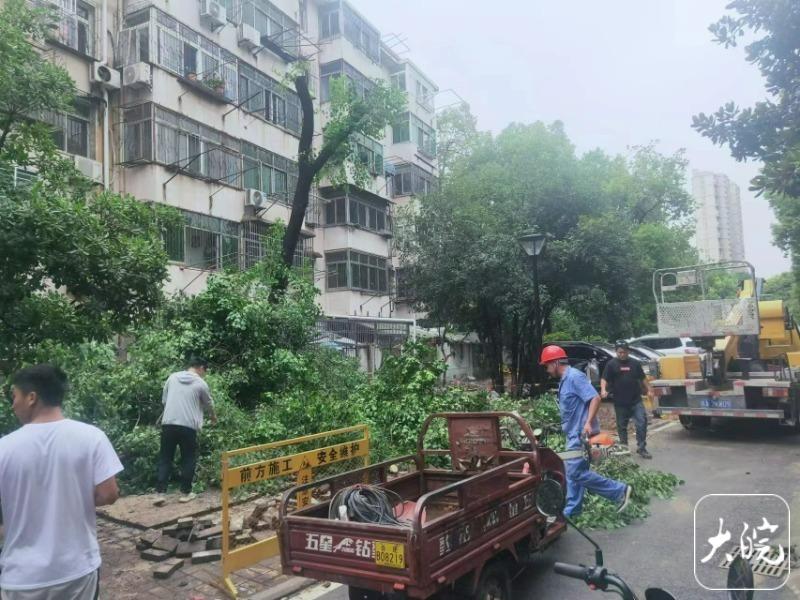 合肥一小区雨污水管改造施工挖断大树树根后续：主根未损坏，正在加固树体