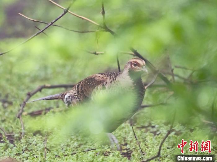 “鸟中大熊猫”白颈长尾雉现身浙江金华山