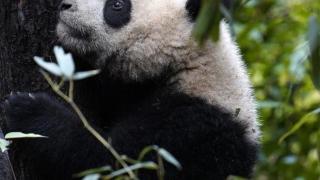 大熊猫走路“内八字”是怎么回事儿？