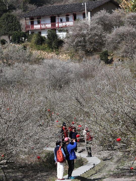 福建永泰：山岭间青梅花盛开