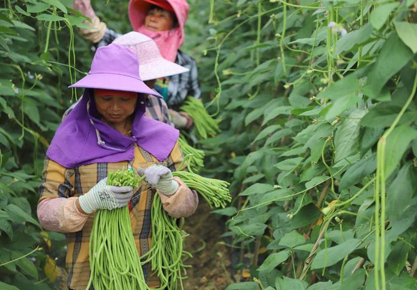 广西融水：豆角丰收采摘忙