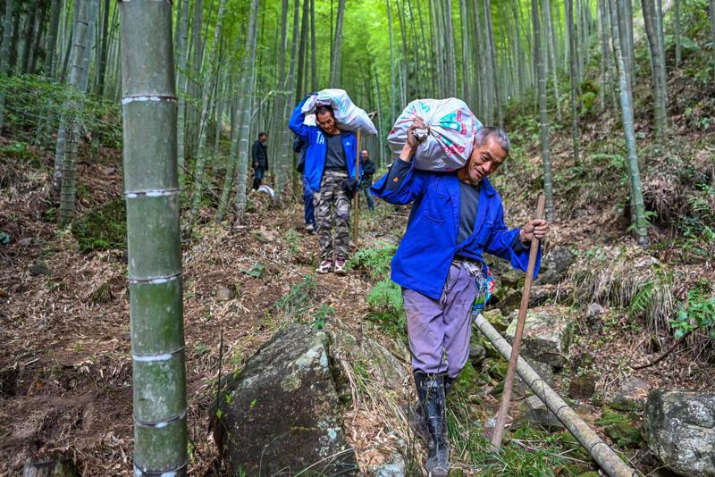 温州文成县铜铃山：春笋铺就绿色致富路