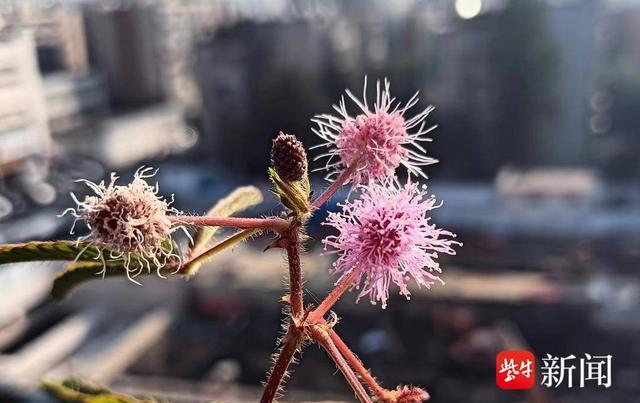 南京玄武区一幢住宅楼顶含羞草开花