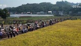 多地水稻陆续进入成熟收获期 机收大比武减损促增收