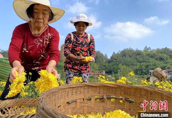 重庆璧山：金丝皇菊迎丰收 铺就金色致富路