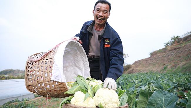 自贡荣县鼎新镇：发展壮大蔬菜产业 助力乡村振兴