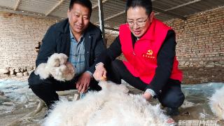 乌苏养殖户： “访惠聚”工作队帮我们引进了“钱多多羊”