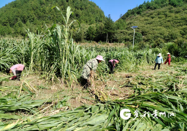 沿河七三村：高粱喜丰收 田间忙采收