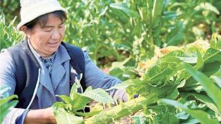 五街镇：贡菜“翡翠条”串起致富路