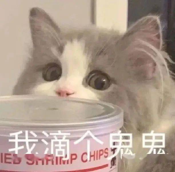 E句话 | 养的小猫掉毛严重，就把它丢在绿化带？