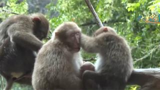 武夷山国家公园为藏酋猴们提供舒适的生存家园