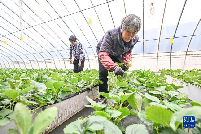 河北平山：特色产业持续发力推动乡村振兴