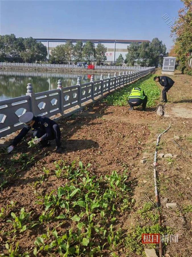 八旬老人占用公共绿地种菜，执法路长店长买下蔬菜再整治