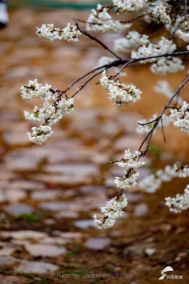 日照：樱桃花开满村庄