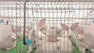 瓦渡乡:养小兔子“来钱”