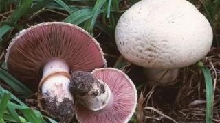 银川10人误食野生毒蘑菇中毒，这东西比砒霜还毒