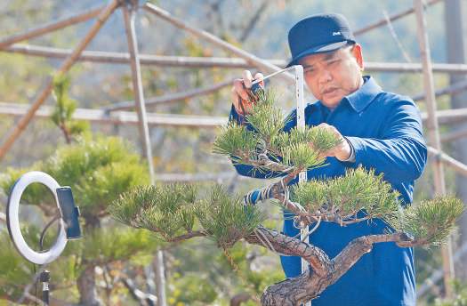 人民日报“照”见安徽｜铜陵市义安区：直播卖盆景 打通电商畅销路