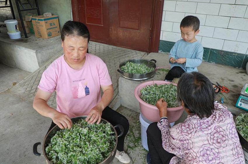 河北沙河：纯手工野生韭菜花酱助力农民增收