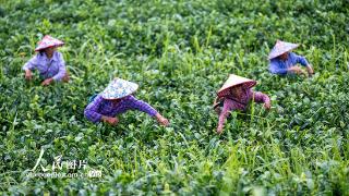 广西岑溪：夏茶采收忙