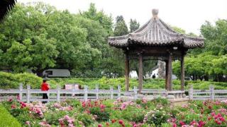 青州古城偶园芍药花开正盛，清雅秀丽，游客纷纷驻足拍照
