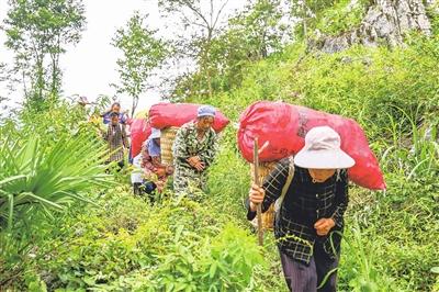 石漠荒山结出“金果果”   拓宽群众致富路