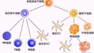 血糖升高，直接影响免疫力？ 没症状，不难受，也要重视！