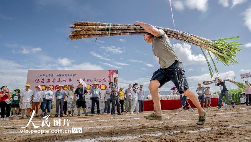 福建永春：举行蔗农趣味运动会