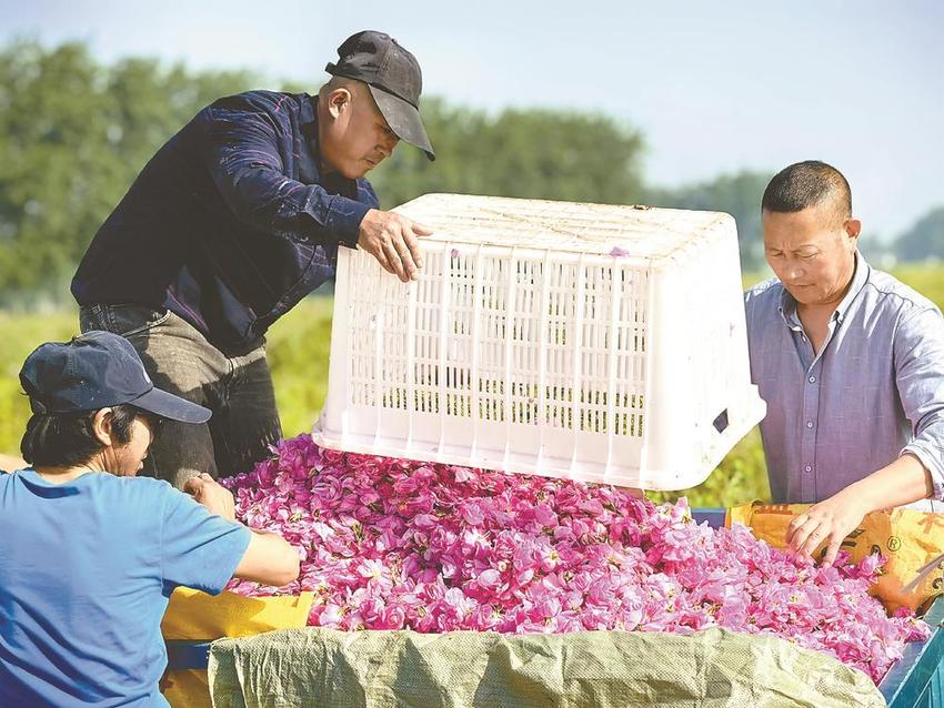 玫瑰花盛开 花农采摘忙