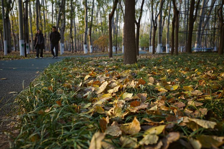 北京朝阳公园“落叶缓扫”形成常态化制度受市民欢迎