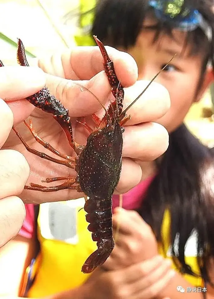 日本人为啥不吃小龙虾