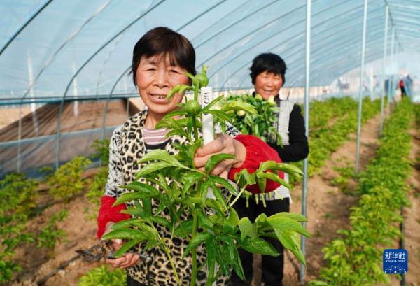 山东菏泽：芍药鲜切花进入花蕾成熟关键期