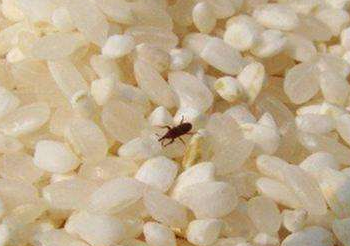 怎样让米虫远离大米
