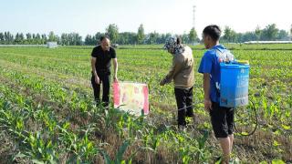 睢县：“田间课堂”助力大豆玉米带状复合种植