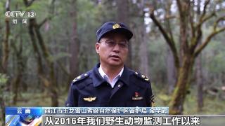 玉龙雪山监测到黄喉雉鹑等多种国家级保护动物